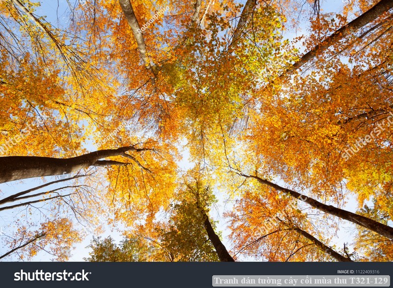 Tranh dán tường phong cảnh hồ thác, cây cối T321-547